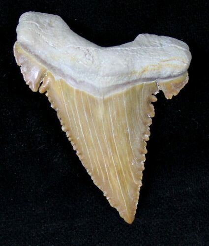 Palaeocarcharodon Fossil Shark Tooth - #19782